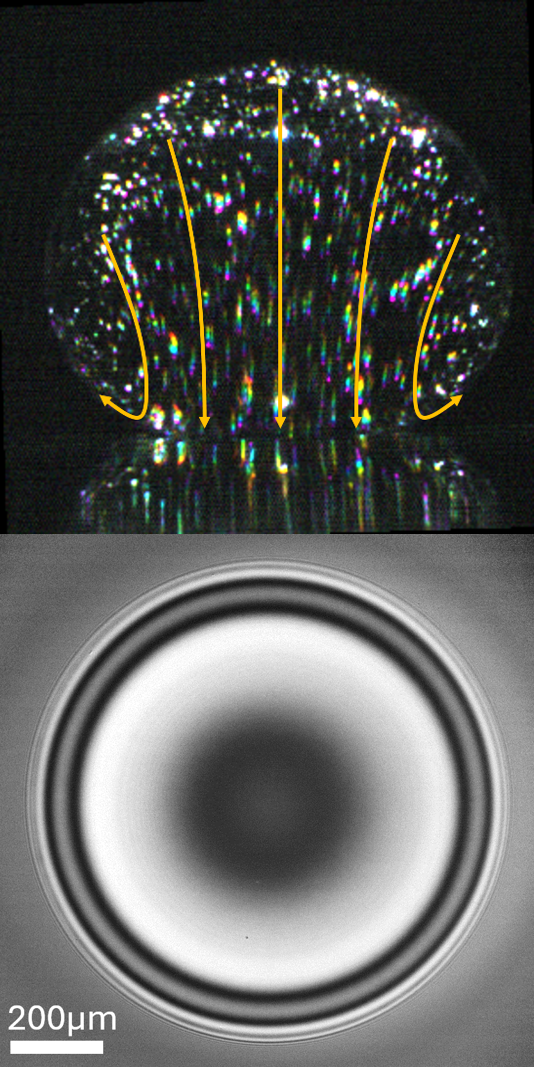 Mechanism of Contact between a Droplet and an Atomically Smooth Substrate